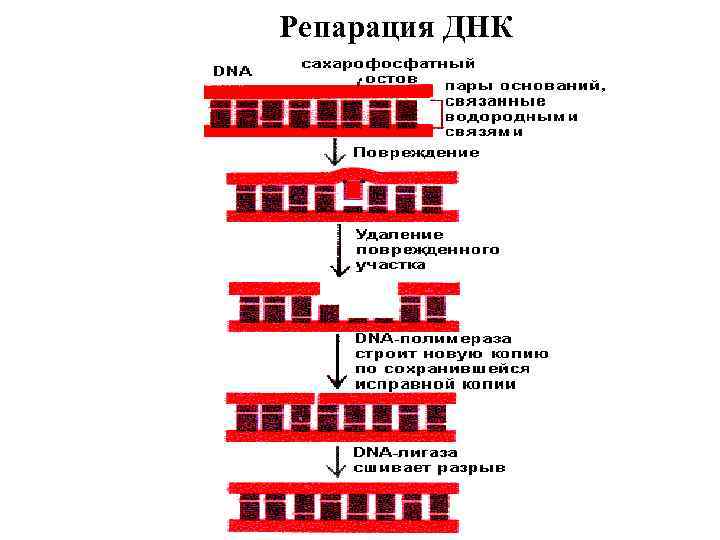 Замена участка днк