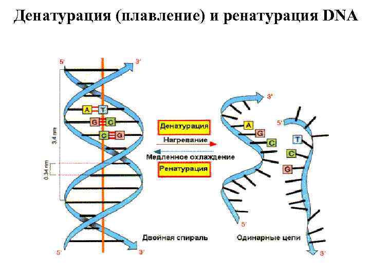 Денатурация (плавление) и ренатурация DNA 