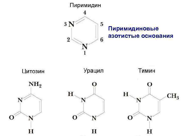 Пиримидиновые азотистые основания 