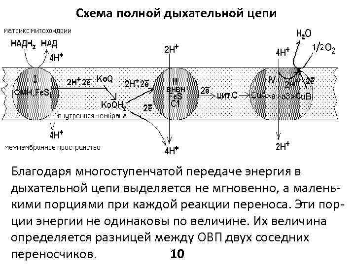 Схема полной дыхательной цепи