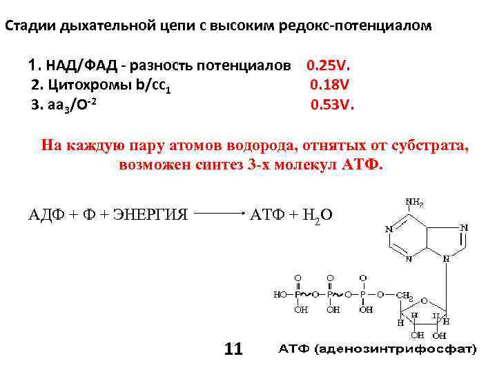Стадии дыхательной цепи с высоким редокс-потенциалом 1. НАД/ФАД - разность потенциалов 0. 25 V.
