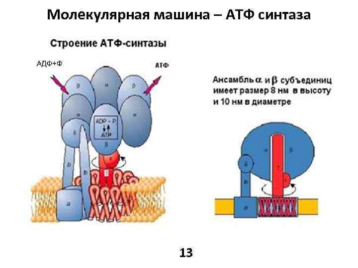 Фермент атф синтаза. Субъединицы АТФ синтазы. Молекулярная машина для синтеза АТФ. Строение АТФ синтазы. Функционирование АТФ синтазы.