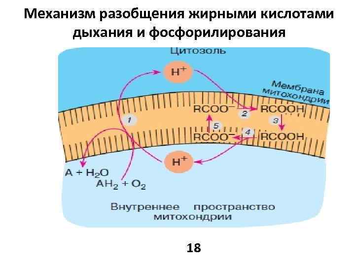 Дыхание кислотами