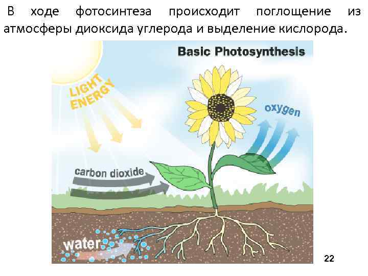 В ходе фотосинтеза происходит поглощение из атмосферы диоксида углерода и выделение кислорода. 22 