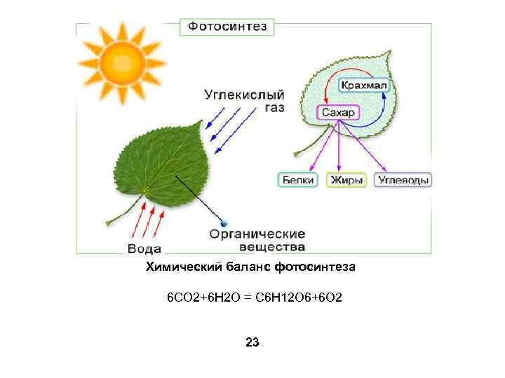 Химический баланс фотосинтеза 6 CO 2+6 H 2 O = C 6 H 12