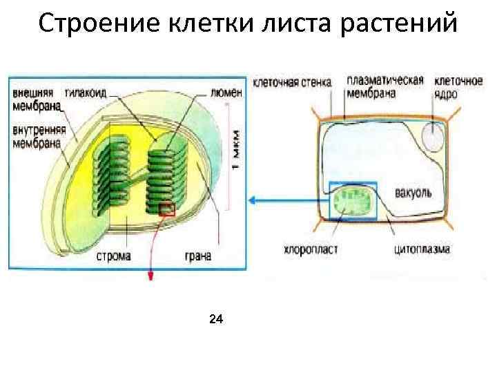 Строение клетки листа растений 24 
