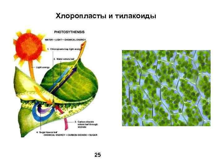 Хлоропласты и тилакоиды 25 