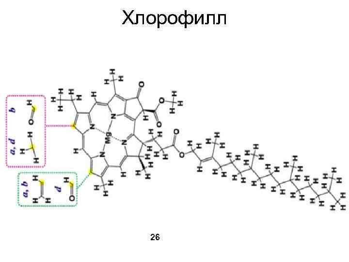 Хлорофилл 26 