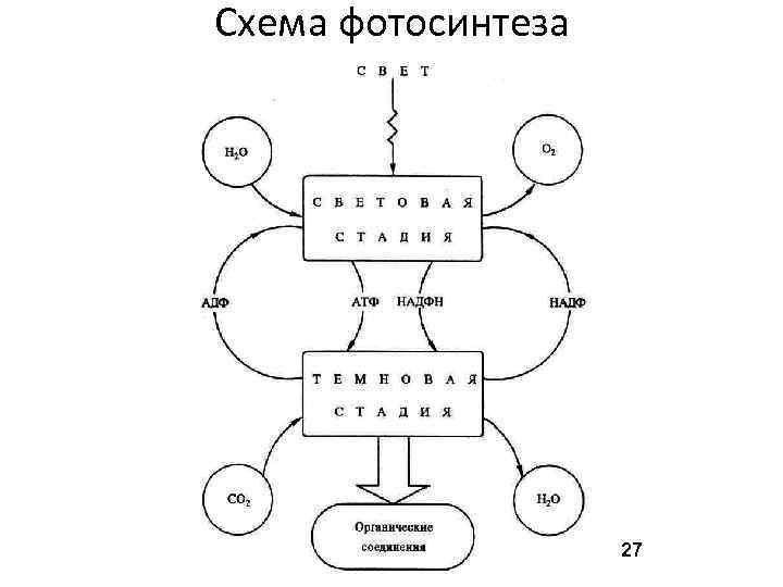 Схема фотосинтеза 27 