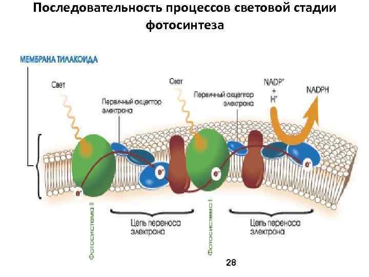Последовательность процессов световой стадии фотосинтеза 28 