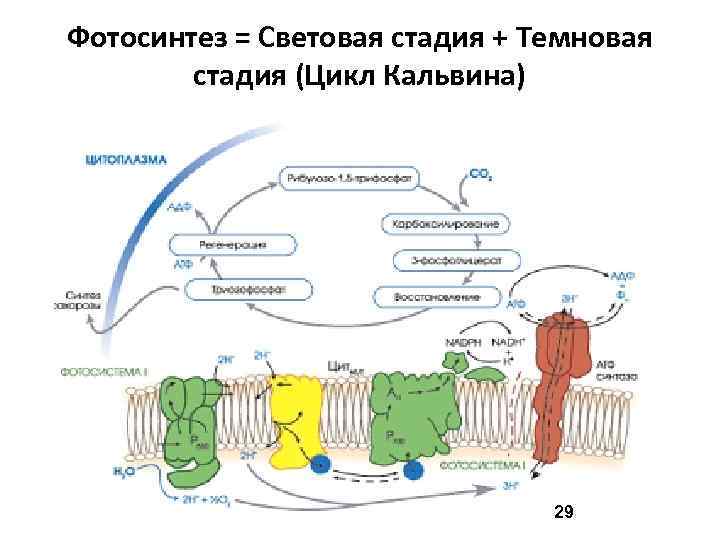 Фотосинтез = Световая стадия + Темновая стадия (Цикл Кальвина) 29 