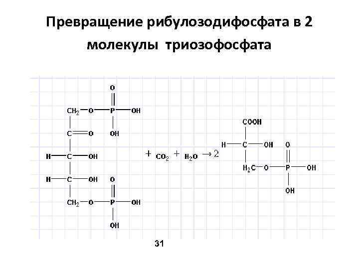Превращение рибулозодифосфата в 2 молекулы триозофосфата 31 
