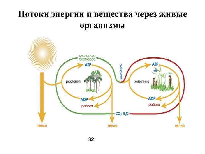 Потоки энергии и вещества через живые организмы 32 