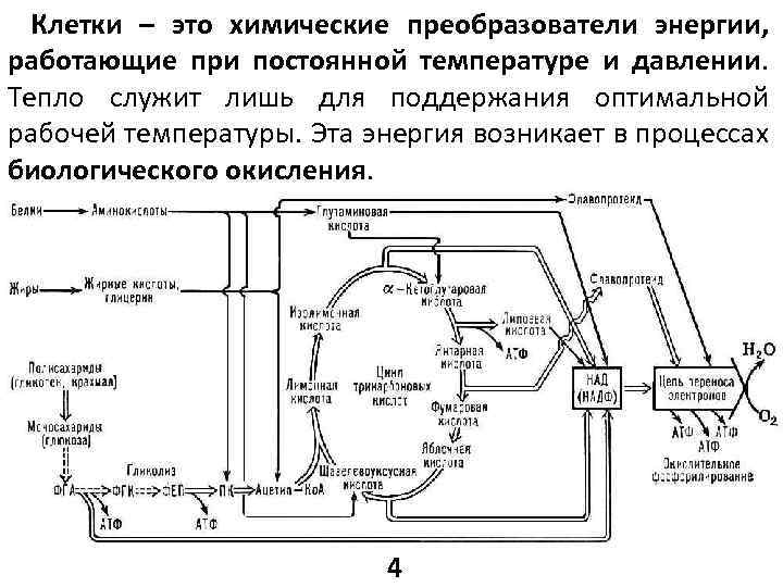 Клетки – это химические преобразователи энергии, работающие при постоянной температуре и давлении. Тепло служит