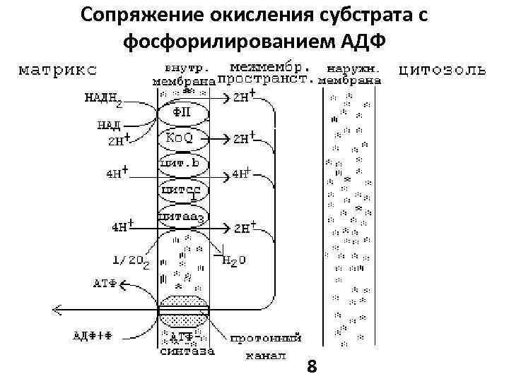 Хемиосмотическая теория митчелла схема