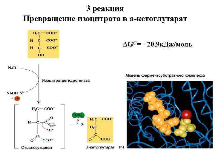 Схема цпэ для изоцитрата