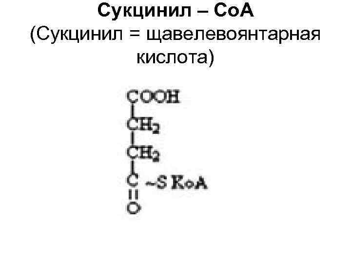 Сукцинил – Со. А (Сукцинил = щавелевоянтарная кислота) 