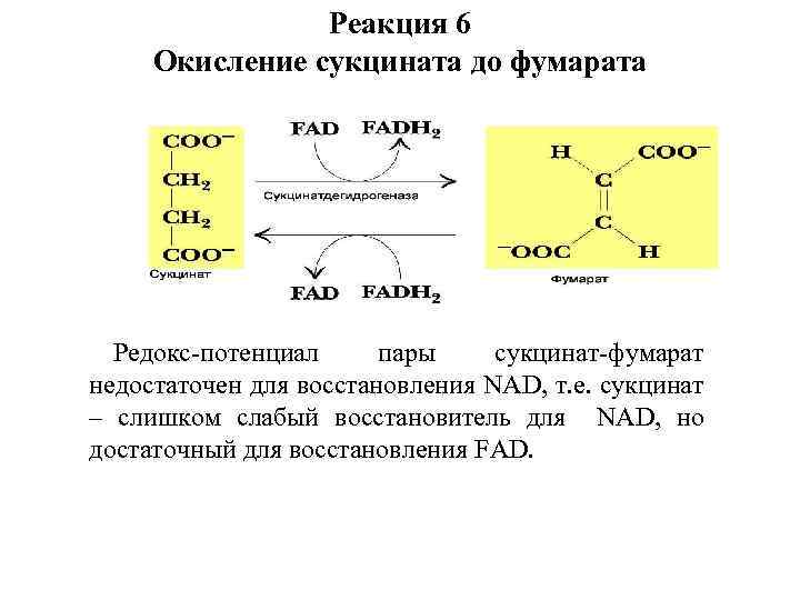 Реакция 6 Окисление сукцината до фумарата Редокс-потенциал пары сукцинат-фумарат недостаточен для восстановления NAD, т.