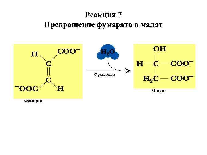 Реакция превращения. Превращение фумарата в оксалоацетат. Фумарат малат реакция. Реакция превращения фумарата в оксалоацетат. Реакция превращения сукцината в фумарат.