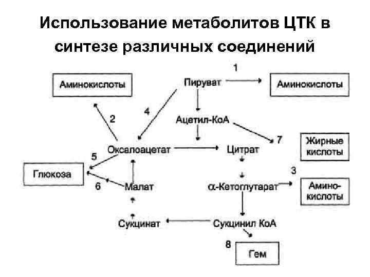 Использование метаболитов ЦТК в синтезе различных соединений 