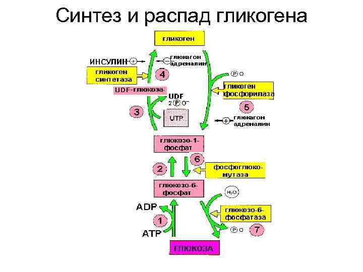 Синтез и распад гликогена 