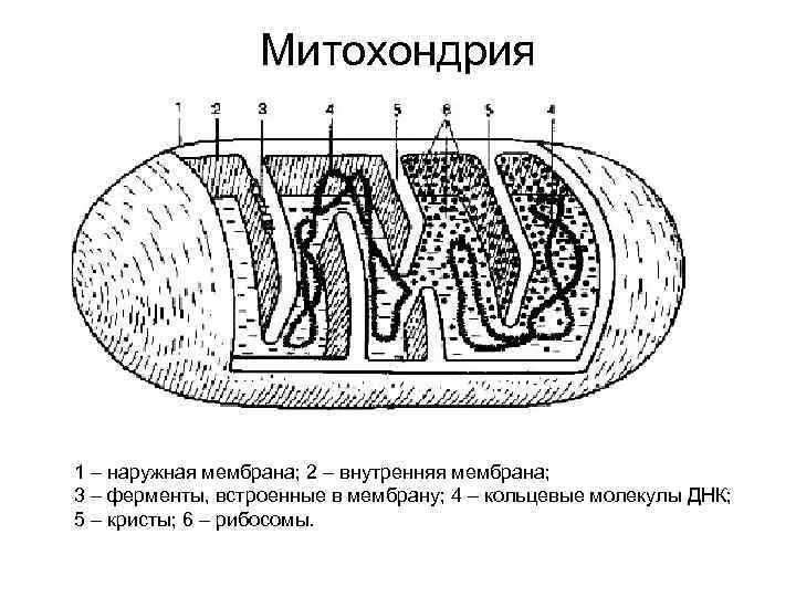 Складки внутренней мембраны. Схема строения митохондрии. Схема строения митохондрий с подписями. Схема митохондрии с подписями. Митохондрия схема ЕГЭ.