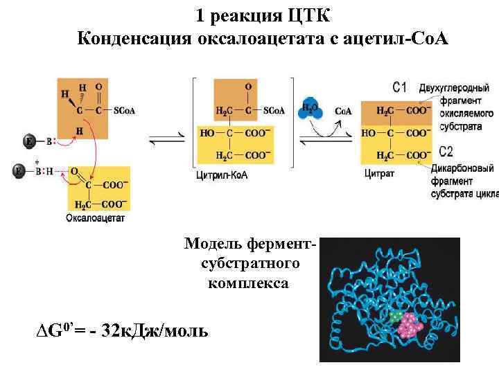 1 реакция ЦТК Конденсация оксалоацетата с ацетил-Cо. А Модель ферментсубстратного комплекса ∆G 0’= -