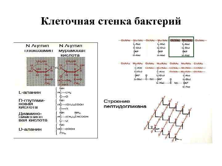 Клеточная стенка бактерий 