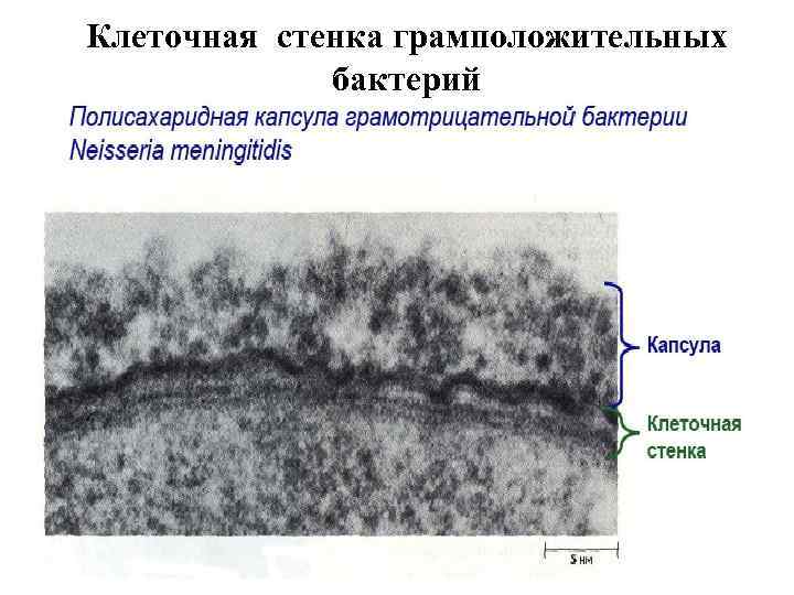 Клеточная стенка г и г. Клеточная стенка электронная микрофотография. Ультраструктура клеточной стенки грамположительных бактерий. Клеточная стенка грамотрицательных бактерий микрофотография. Грамположительные бактерии клеточная стенка.