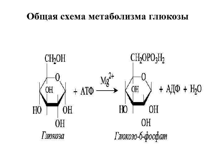 Общая схема метаболизма глюкозы 