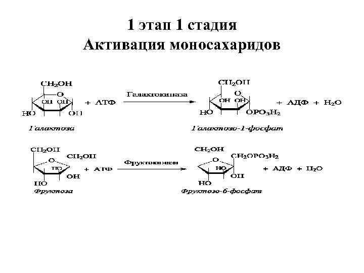 1 этап 1 стадия Активация моносахаридов 