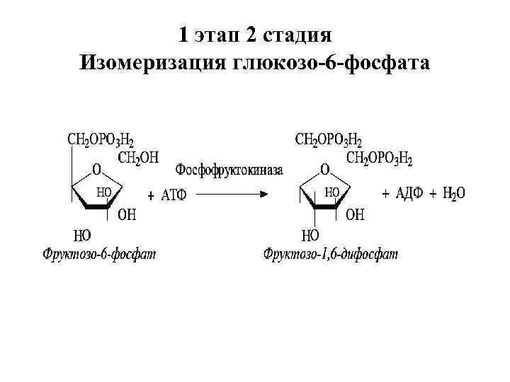 1 этап 2 стадия Изомеризация глюкозо-6 -фосфата 