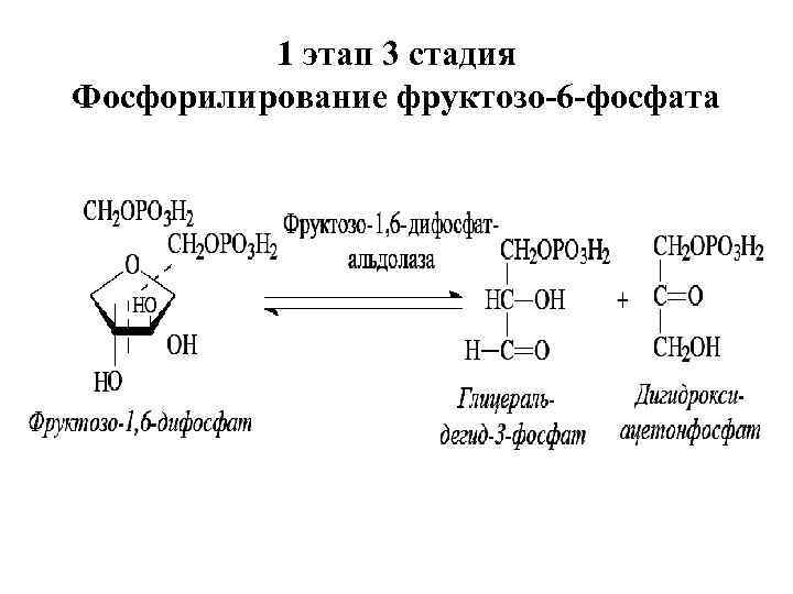 1 этап 3 стадия Фосфорилирование фруктозо-6 -фосфата 