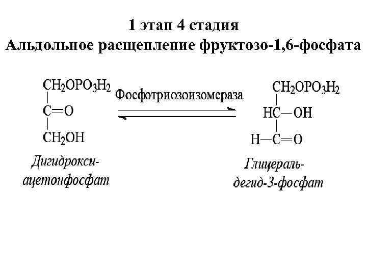 1 этап 4 стадия Альдольное расщепление фруктозо-1, 6 -фосфата 