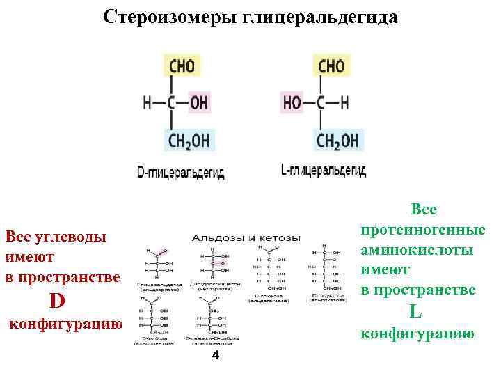 Стероизомеры глицеральдегида Все протеиногенные аминокислоты имеют в пространстве Все углеводы имеют в пространстве D