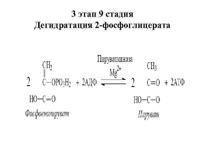 3 этап 9 стадия Дегидратация 2 -фосфоглицерата 