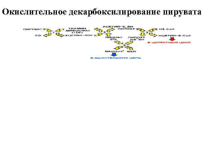 Окислительное декарбоксилирование пирувата 