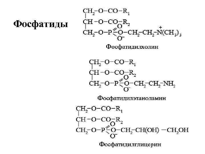Фосфатиды 