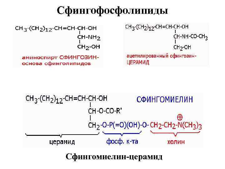 Сфингофосфолипиды Сфингомиелин-церамид 
