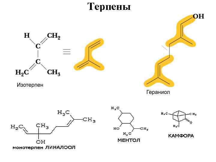 Терпены 