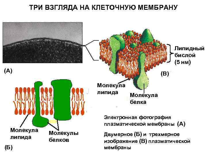 ТРИ ВЗГЛЯДА НА КЛЕТОЧНУЮ МЕМБРАНУ Липидный бислой (5 нм) (А) (В) Молекула липида (Б)