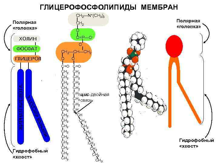 ГЛИЦЕРОФОСФОЛИПИДЫ МЕМБРАН СН 2―N+(CH 3)3 Полярная «головка» CH 2 O O=P―O- ХОЛИН O ФОСФАТ