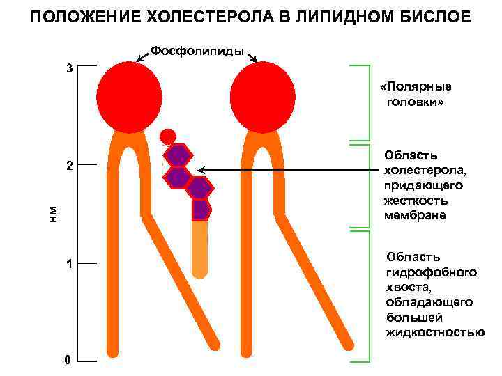 ПОЛОЖЕНИЕ ХОЛЕСТЕРОЛА В ЛИПИДНОМ БИСЛОЕ Фосфолипиды 3 «Полярные головки» нм 2 1 0 Область
