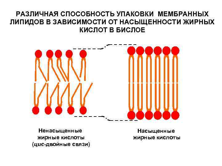 РАЗЛИЧНАЯ СПОСОБНОСТЬ УПАКОВКИ МЕМБРАННЫХ ЛИПИДОВ В ЗАВИСИМОСТИ ОТ НАСЫЩЕННОСТИ ЖИРНЫХ КИСЛОТ В БИСЛОЕ Ненасыщенные
