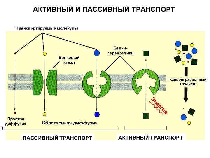 АКТИВНЫЙ И ПАССИВНЫЙ ТРАНСПОРТ Транспортируемые молекулы Белковый канал Белкипереносчики Концентрационный градиент ия рг не