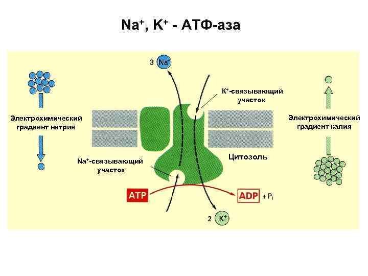 Na+, K+ - АТФ-аза К+-связывающий участок Электрохимический градиент калия Электрохимический градиент натрия Na+-связывающий участок
