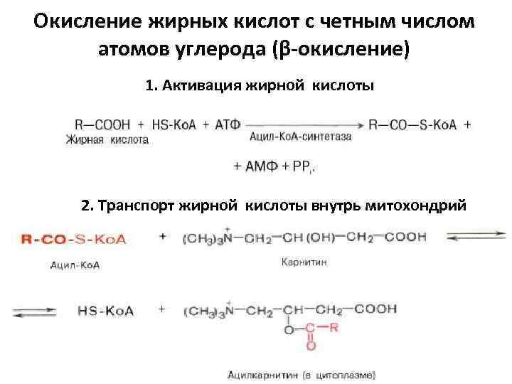 Окисление жирных кислот с четным числом атомов углерода (β-окисление) 1. Активация жирной кислоты 2.