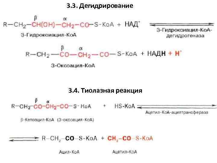 Дегидрирование кислоты. Дегидрирование пропионовой кислоты. Дегидрирование ацетил КОА. Дегидрирование яблочной кислоты. Дегидрирование янтарной кислоты.