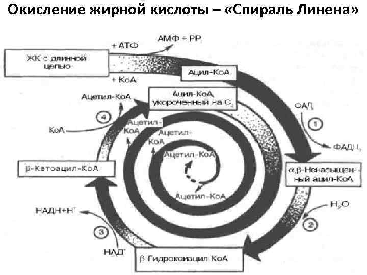 Окисление жирной кислоты – «Спираль Линена» 