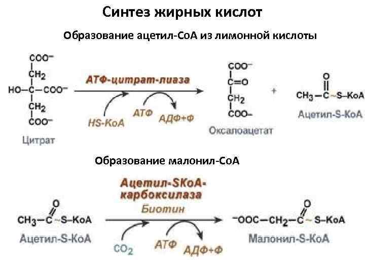 Синтез жирных кислот Образование ацетил-Со. А из лимонной кислоты Образование малонил-Со. А 